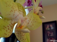 28681CrLe - Mom's Orchids   Each New Day A Miracle  [  Understanding the Bible   |   Poetry   |   Story  ]- by Pete Rhebergen